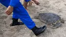 Anggota Ditpolairud Polda Bali melepasliarkan penyu hijau (Chelonia mydas) di Pantai Kuta, dekat Denpasar, Rabu (5/8/2020). Sebanyak 25 dari 36 ekor penyu hijau hasil sitaan dari upaya penyelundupan di perairan Serangan, Denpasar, dilepasliarkan. (SONNY TUMBELAKA/AFP)