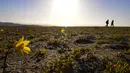 Orang-orang berjalan-jalan di antara bunga-bunga yang bermekaran di gurun Atacama, sekitar 600 km sebelah utara Santiago, Chile, Rabu (13/10/2021). Gurun Atacama yang dijuluki sebagai tempat terkering di dunia tiba-tiba menjadi ladang bunga warna-warni. (MARTIN BERNETTI/AFP)
