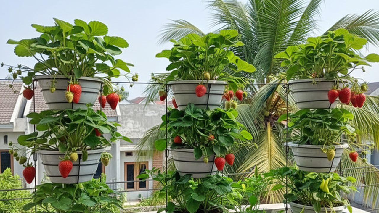 8 Ide Desain Kebun Buah Mini untuk Rumah Subsidi Type 27, Panen Segar di Lahan Terbatas