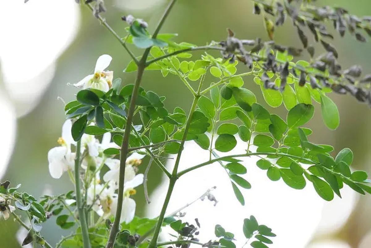 15 Manfaat Teh Daun Kelor, Rahasia Kesehatan dari 'Pohon Ajaib' untuk Tubuh Bugar