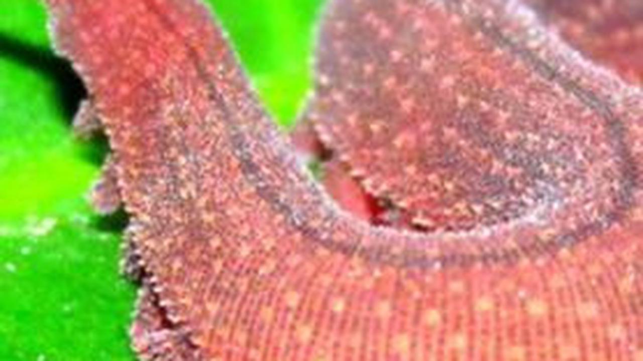 <b>Cacing Beludru: Berusia 400 Juta Tahun</b><br>