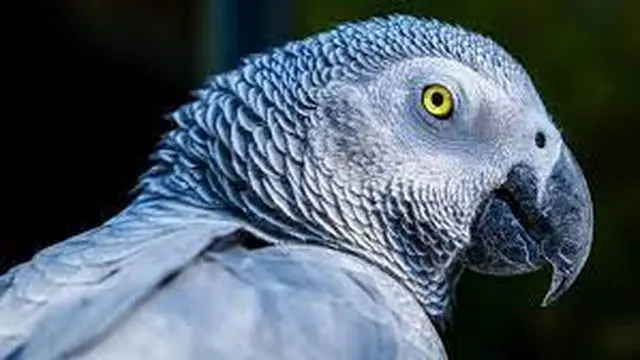 Burung Beo Abu-abu Afrika