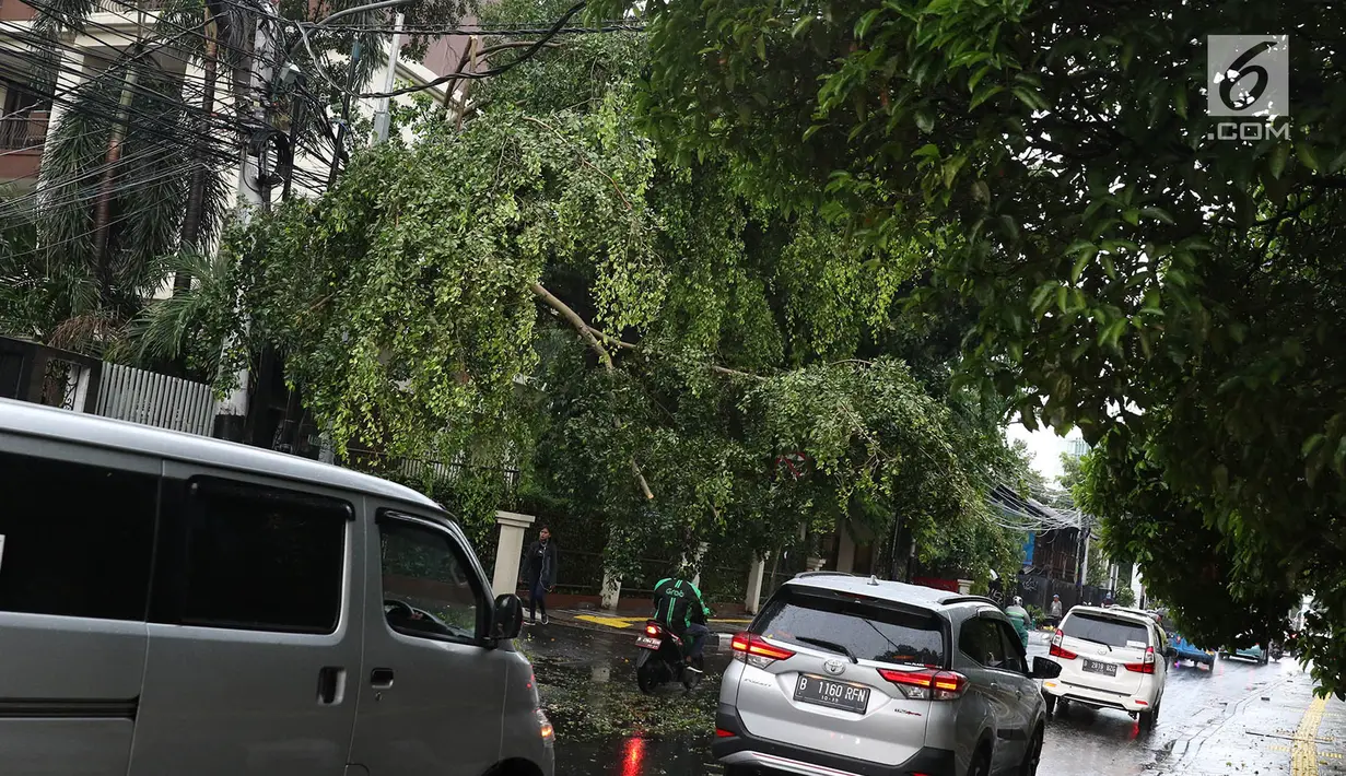 Pengendara menghindari pohon tumbang yang menutupi sebagian jalan di kawasan Cikini, Jakarta, Kamis (22/11). Pohon tumbang tersebut menyebabkan sejumlah pohon tumbang dan mengganggu arus lalu lintas. (Liputan6.com/Immanuel Antonius)