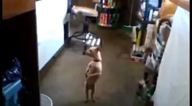 Lucu, anjing ini menari menurut irama Gangman Style.