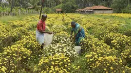 Petani memanen bunga krisan dari sebuah ladang di pinggiran Bangalore (5/10/2021). Krisan tanaman berbunga dari genus Krisan dalam keluarga Asteraceae. (AFP/Manjunathm Kiran)