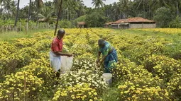 Petani memanen bunga krisan dari sebuah ladang di pinggiran Bangalore (5/10/2021). Krisan tanaman berbunga dari genus Krisan dalam keluarga Asteraceae. (AFP/Manjunathm Kiran)