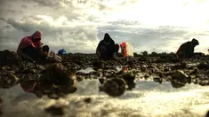 Penduduk desa memanen tiram di muara sungai di tepi pantai di Lhokseumawe, provinsi Aceh (27/6/2021). Tiram Aceh sangat bermutu karena didukung dari keberadaan lingkungan yang belum tercemar limbah industri. (AFP/Azwar Ipank)
