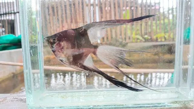 Ikan Manfish hasil budidaya Hastoro