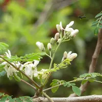 Daun kelor Image by dialloyaayaa Pixabay