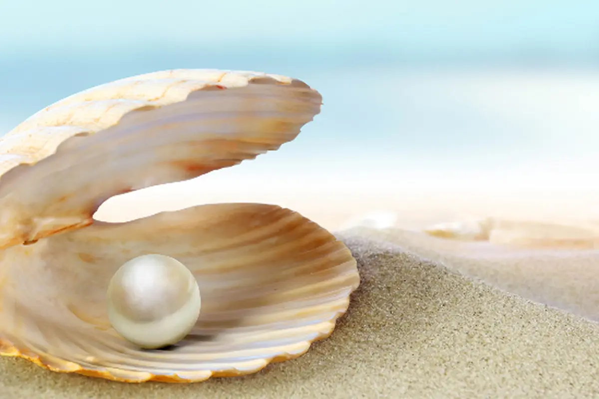 Mutiara Muncul dari Mulut Kerang, ini Prosesnya