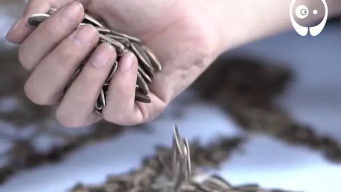 [Bintang] Cewek Ini Bikin Lukisan dengan 20 Ribu Kuaci, Nggak Pegel Ya?