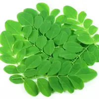 Daun kelor (iStockphoto)