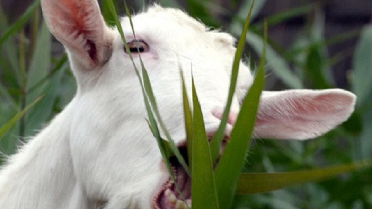 Ilustrasi kambing