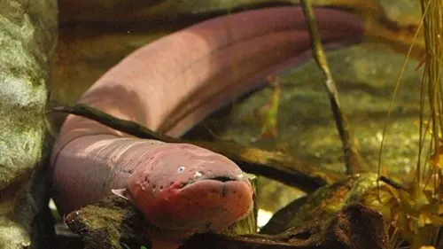 Ikan-ikan Paling Berbahaya di Dunia yang Pernah Ada