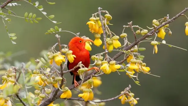 Jaga Populasi Burung Langka, Jutaan Nyamuk Sengaja Dilepas di Hawaii