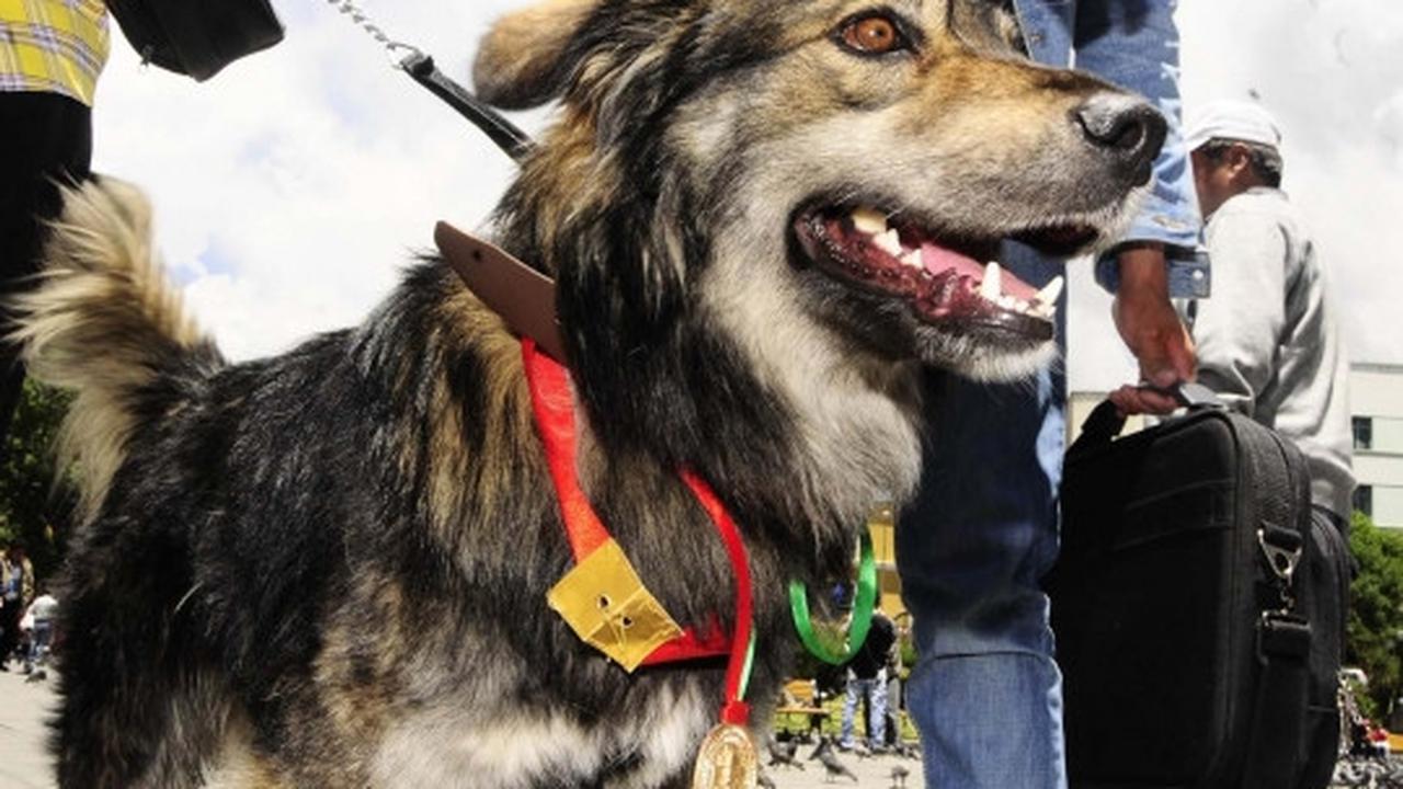 Anjing ini jadi simbol penolakan rakyat Bolivia atas Evo Morales