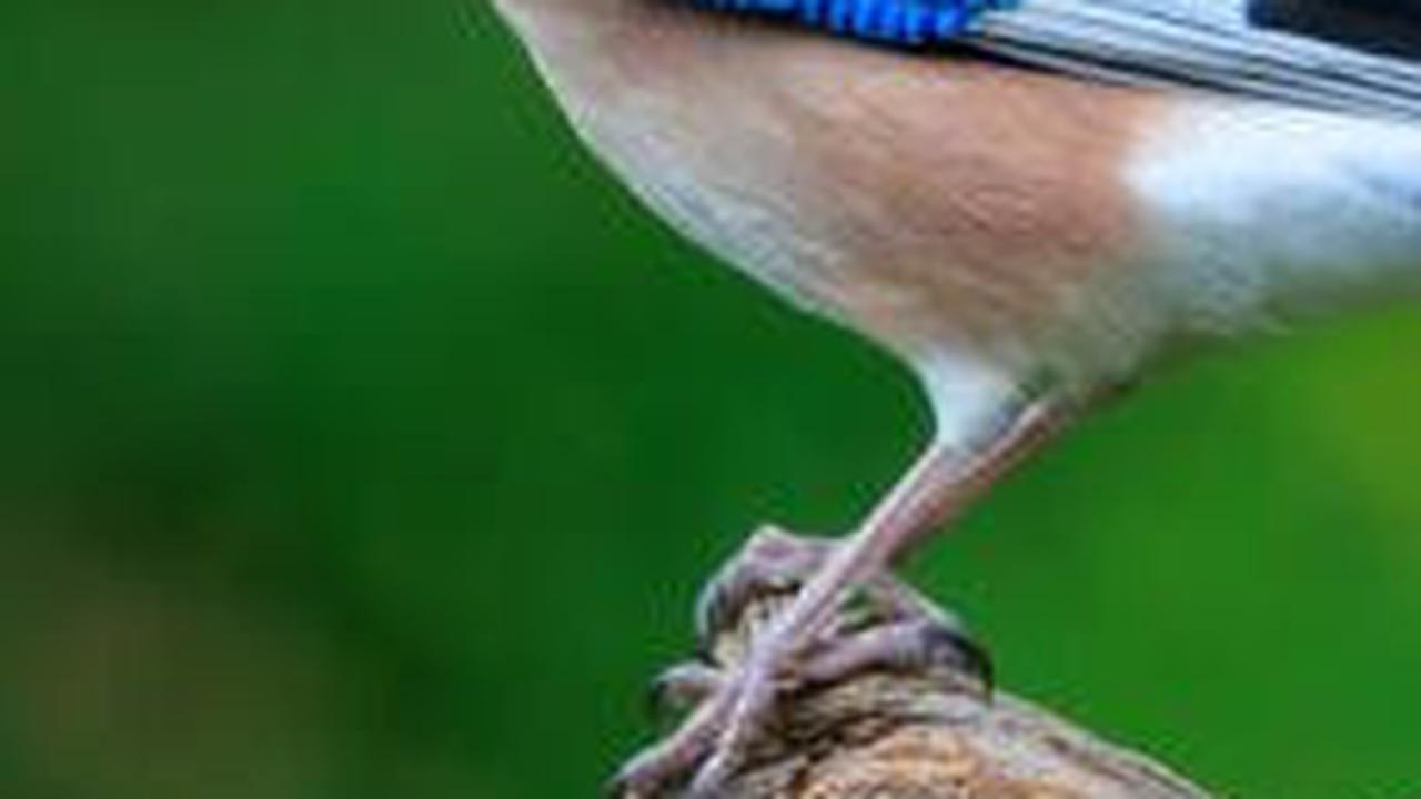 6. Jay Eurasia<br>