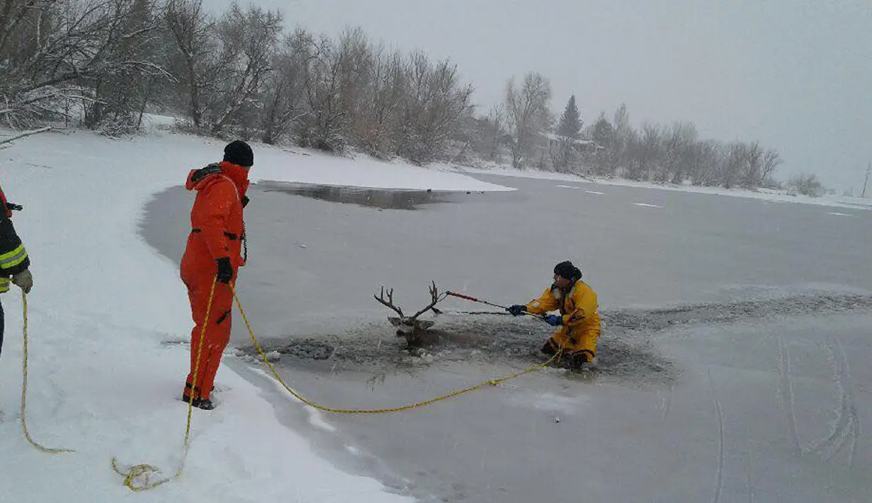 Petugas pemadam kebakaran dari West Metro Fire Rescue menarik kedua tanduk rusa untuk melepaskannya dari dalam danau es di Colorado, AS, Senin (22/1). Dengan pengait di tangannya, dia mengikatkan tali ke tanduk rusa. (facebook.com/WestMetroFireRescue)