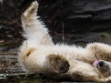 Bayi beruang kutub berguling-guling saat dipamerkan di Kebun Binatang Tierpark, Berlin, Jerman, Jumat (15/3). Bayi beruang kutub tersebut meninggalkan sarang pembiakan untuk pertama kalinya. (John MACDOUGALL/AFP)