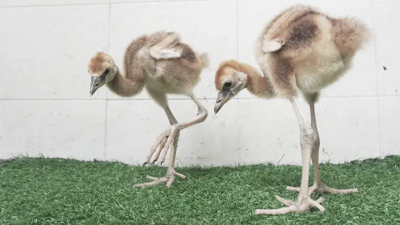 2 Anak Burung Afrika Langka Sambut Pagi Ceria di Taman Safari Prigen