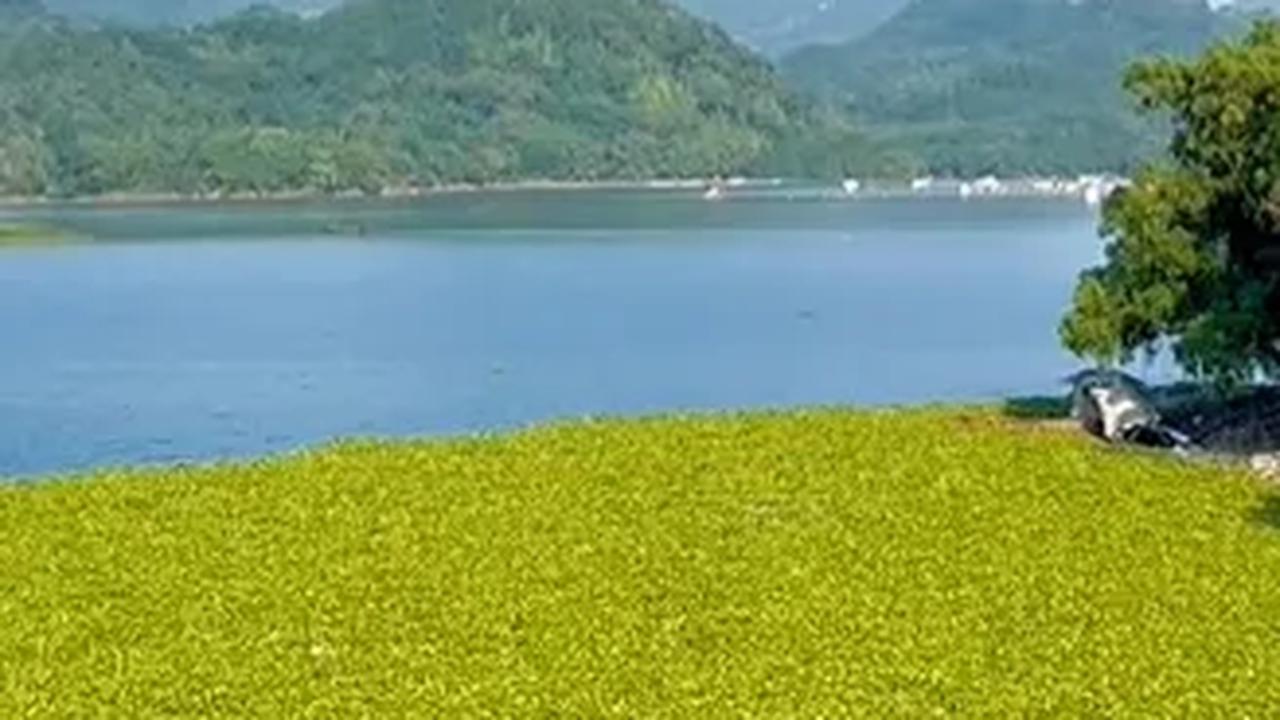 Banyak pepohonan sehingga teduh