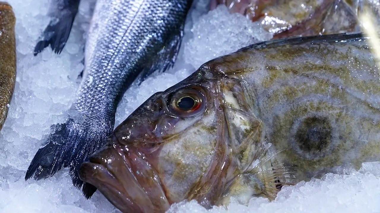 Manfaat Ikan Dori bagi Kesehatan