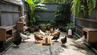 Panduan Lengkap Usaha Ayam Petelur 10 Ekor di Halaman Sempit, Raup Cuan dari Rumah