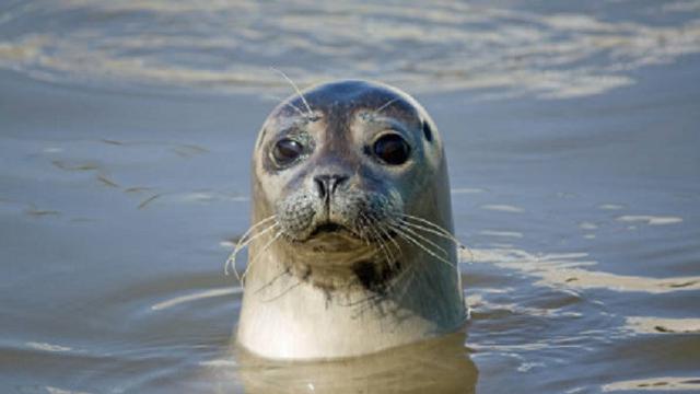 Ilustrasi anjing laut (iStock)