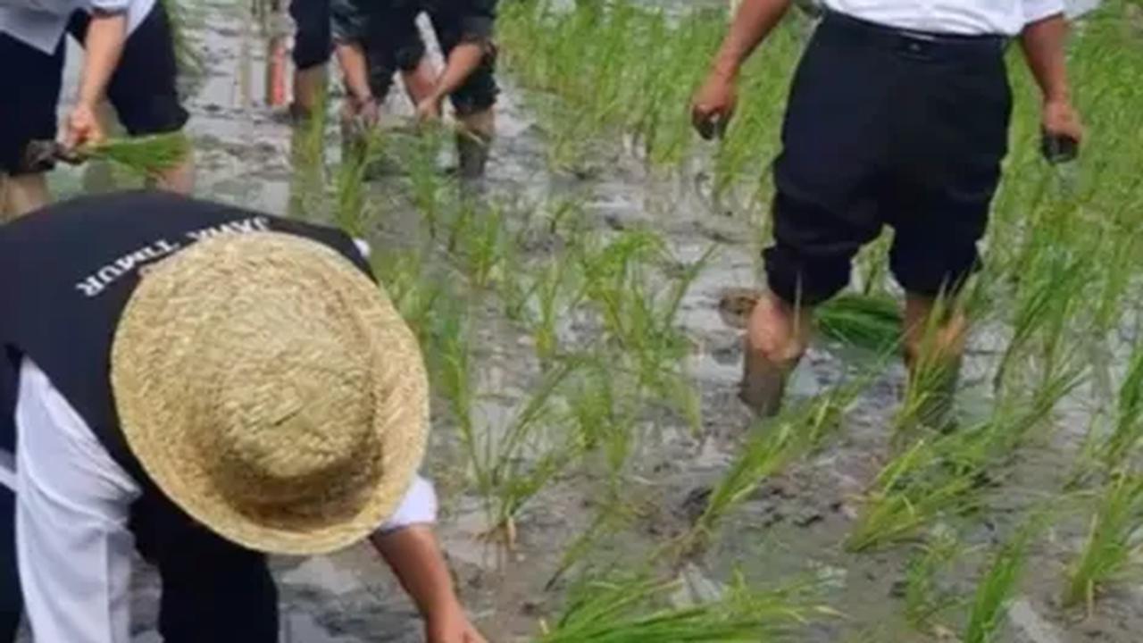 Sengit, Ibu Gubernur Lomba Tanam Padi lawan Menteri Pertanian di Sawah, Siapakah Pemenangnya?