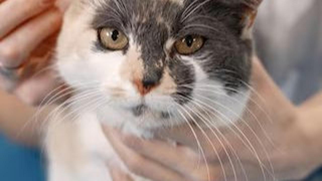 Tips Agar Kucing Anda Tidak Dihamili Kucing Liar