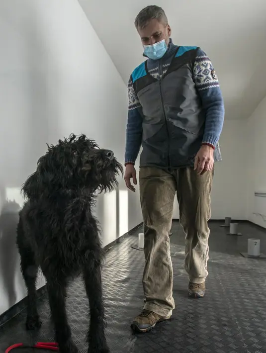 Kepala proyek Gustav Hotovy berdiri di belakang anjing Schnauzer besarnya di pusat pelatihan anjing pelacak COVID-19, Kliny, Republik Ceko, 22 Januari 2021.  Sampel yang digunakan diperoleh hanya dengan menggosokkan selembar kapas ke kulit pasien COVID-19. (Michal Cizek/AFP)