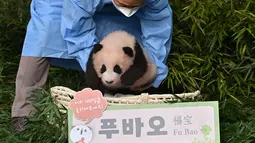 Seorang pengasuh menunjukkan anak panda Fu Bao yang lahir 107 hari lalu di Korea Selatan, saat upacara untuk mengungkapkan namanya di Taman Hiburan Everland di Yongin pada Rabu (4/11/2020). Fu Bao adalah bayi panda pertama yang lahir di Korsel dan merupakan peristiwa langka.  (Jung Yeon-je / AFP)