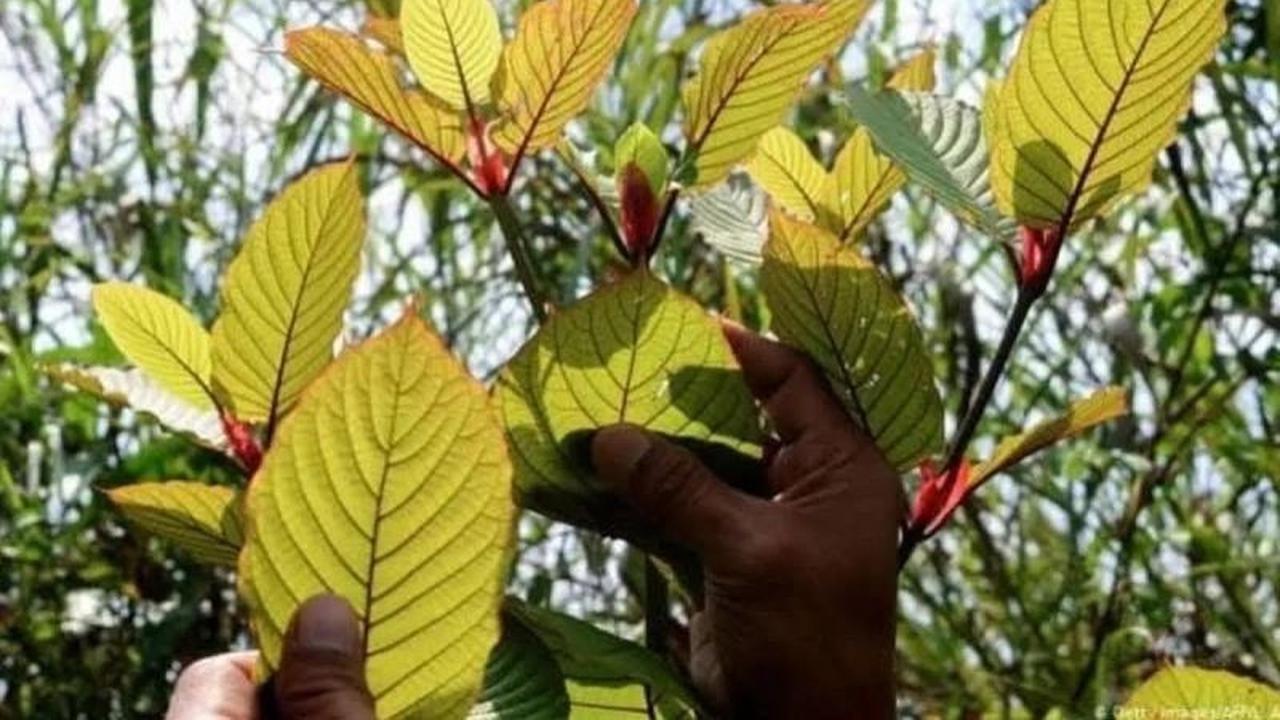 Ekspor Kratom Kukar Tembus 300 Ton per Bulan, Dongkrak Ekonomi Lokal
