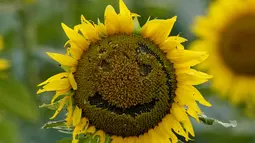 Bunga matahari menampilkan wajah bahagia yang dibuat oleh pengunjung di Griinter Farms, dekat Lawrence, Kansas (6/9/2021). Ladang, yang ditanam setiap tahun oleh keluarga Grinter, menarik ribuan pengunjung selama akhir pekan musim panas saat bunga matahari mekar. (AP Photo/Charlie Riedel)