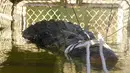 Seekor buaya air asin raksasa terjebak dalam perangkap di hilir sungai di Kota Katherine, Australia, Senin (9/7). Buaya seberat 600 kilogram dengan panjang 4,7 meter itu pertama kali terlihat pada 2010. (HO/NORTHERN TERRITORY PARKS AND WILDLIFE/AFP)