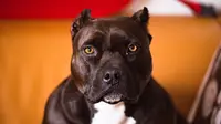 Ilustrasi anjing pitbull. (dok. Yohan Cho/Unsplash.com)