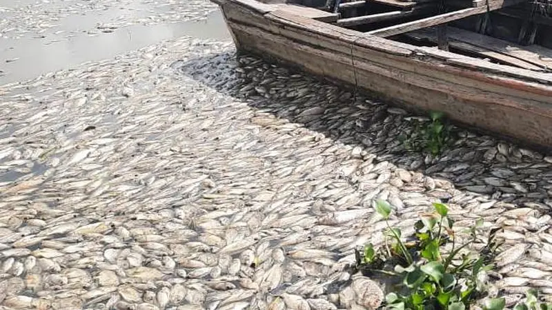 Ikan jenis nila mati massal di Danau Maninjau. (Liputan6.com/ Novia Harlina)