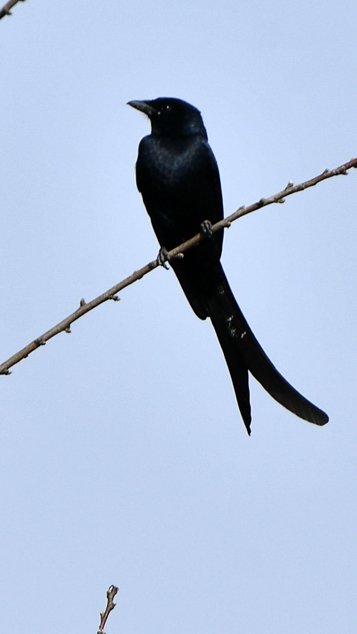 13. Burung Hitam<br>