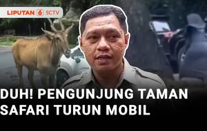 Tindakan ceroboh pengunjung kembali terjadi di Taman Safari Indonesia, Kabupaten Bogor, Jawa Barat. Seorang pengunjung terekam keluar dari kendaraannya dan memberi makan jerapah. Video ini pun viral.