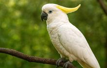 Populasi Burung Kakatua Kecil Jambul Kuning di Nusa Penida Tinggal Satu Ekor