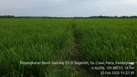 Pandeglang Mulai Jajaki Sebagai Penyedia Benih Padi Mandiri