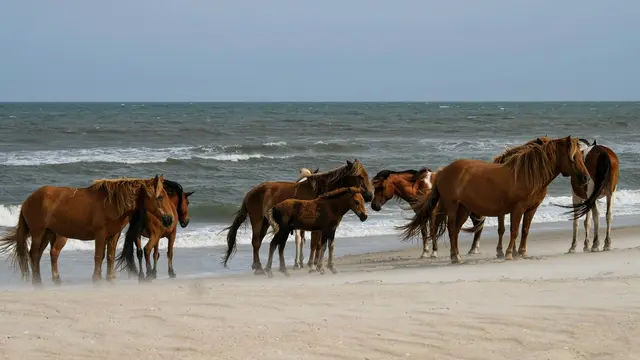 Assateague Island, Maryland