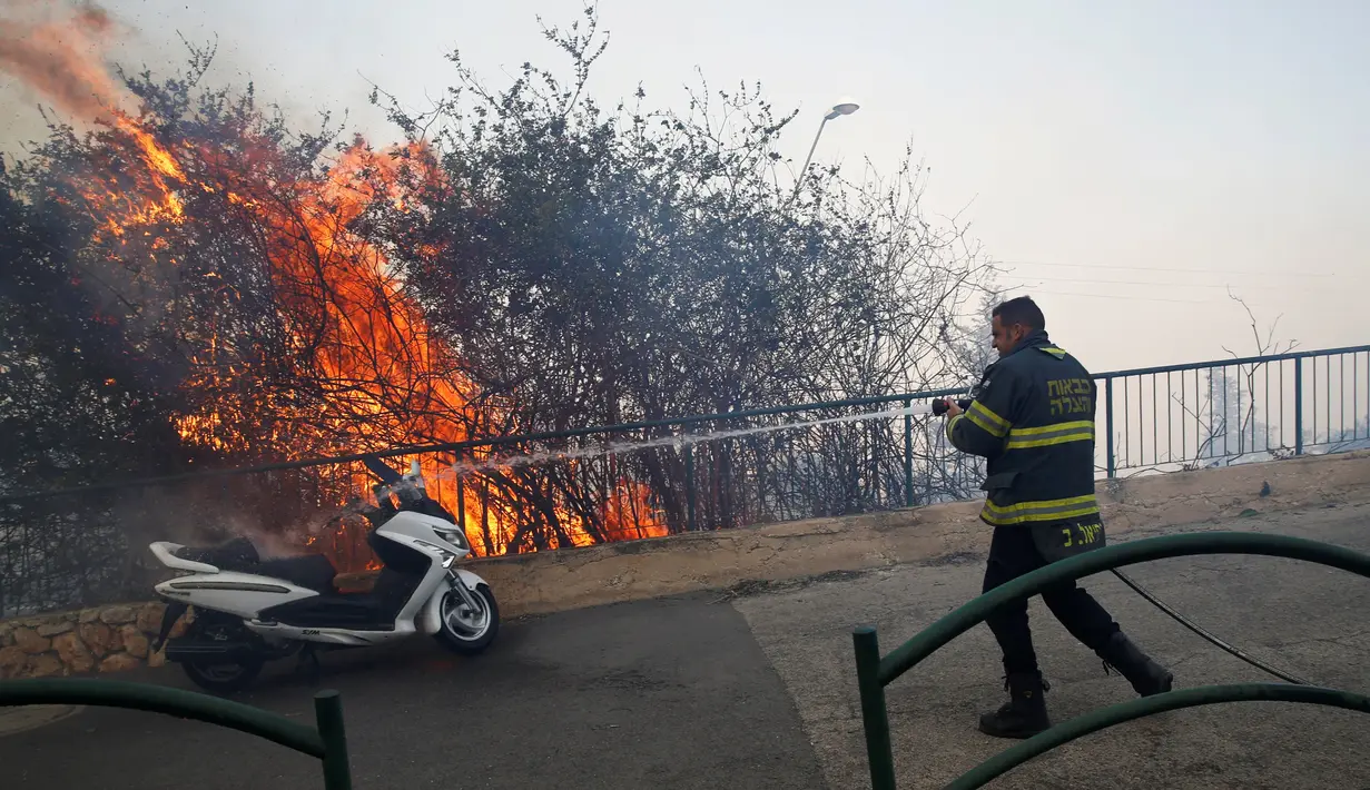 Kebakaran hutan yang terjadi di banyak wilayah Israel, diperburuk dengan kondisi yang kering dan angin kencang, menghanguskan banyak rumah hingga memaksa ribuan orang mengungsi Haifa, Israel, Kamis (24/11). (REUTERS / Baz Ratner)