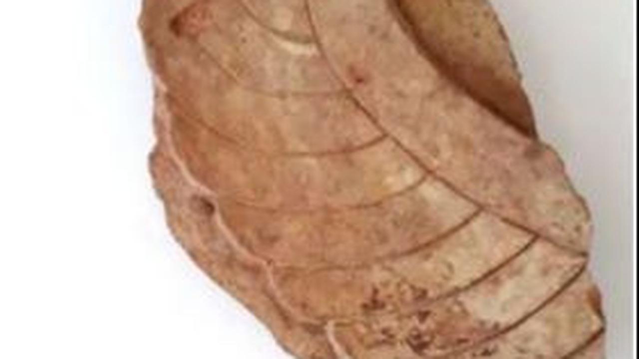 Mereka juga menemukan sayap tanah liat yang kemungkinan adalah bagian dari sphinx atau putri duyung, serta sebagian dari sebuah kalung emas.