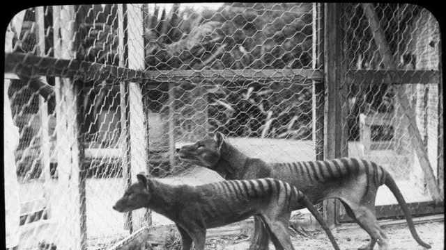 Harimau Tasmania