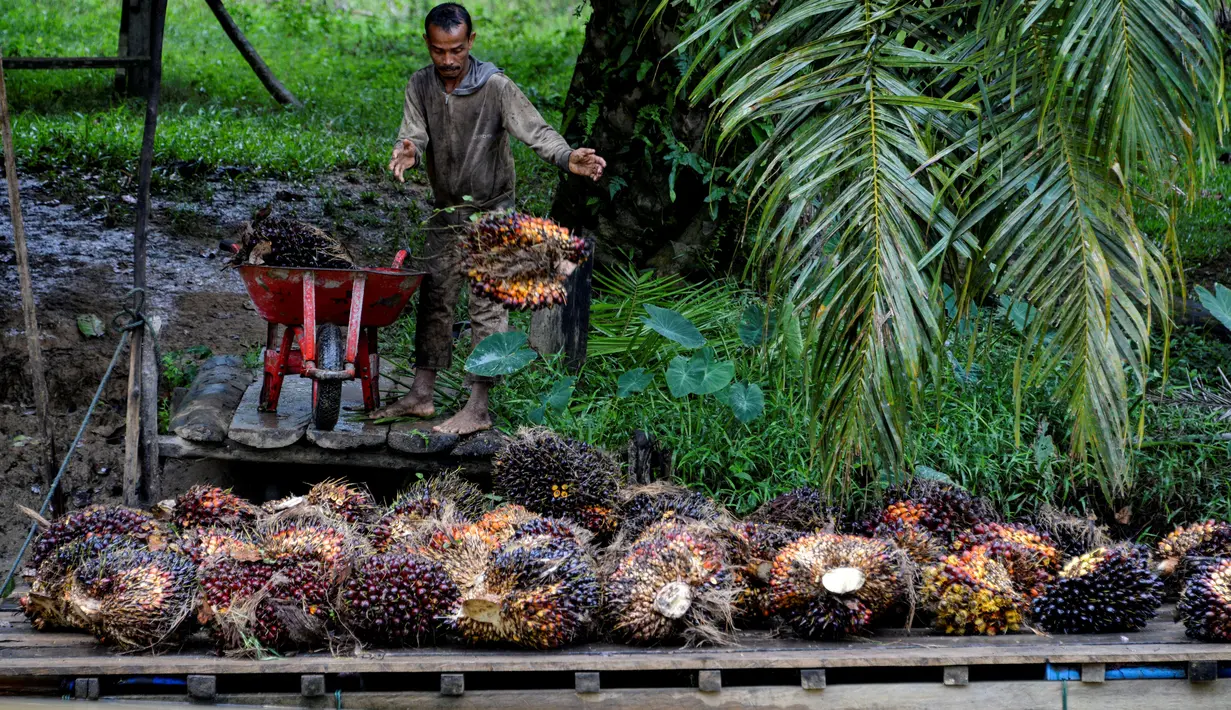 Seorang pekerja mengangkut cangkang sawit di atas rakit di sebuah perkebunan sawit di Sampoiniet, provinsi Aceh (7/3/2021). Kelapa sawit merupakan tanaman perkebunan yang memiliki produksi terbesar di Kabupaten Aceh. (AFP Photo/Chaideer Mahyuddin)