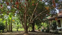 8 Pohon Buah yang Cocok untuk Lahan Warisan Keluarga, Produktif hingga Puluhan Tahun