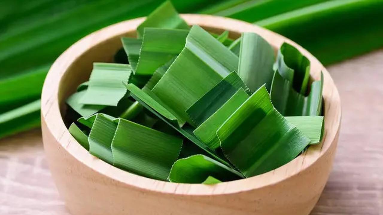 Manfaat Daun Pandan untuk Menurunkan Gula Darah dan Kolesterol