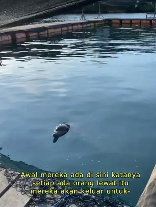 "Dan juga dikikir supaya mungkin kalau di dekat turis ke sana main sama lumba-lumba nggak terintimidasi dengan giginya, jadi gigina tuh dirapihin pake kikir dan akhirnya itu jadi rusak ke giginya" lanjutnya. (Instagram/sherinasinna)