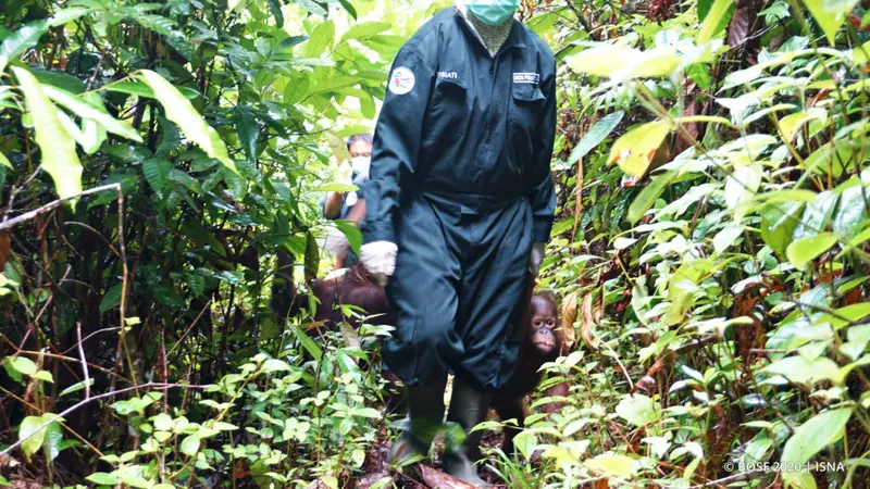 Dilema BOSF Merawat Orangutan Saat Pandemi Corona COVID-19, Beli Masker Bedah Harga Selangit